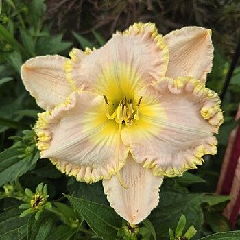 Singular Sensation Reblooming Daylily