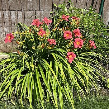 Little Business Reblooming Dwarf Daylily