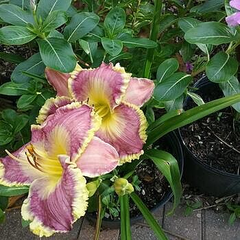 Spacecoast Better Late Reblooming Daylily