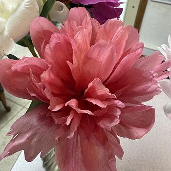 Lorelei Peony