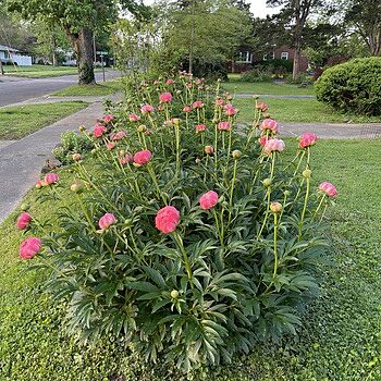 Coral Charm Peony