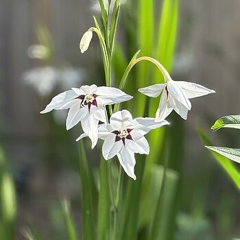 Fragrant Moonlight Garden Collection
