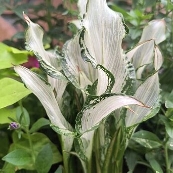 Frozen Queen Calla Lily