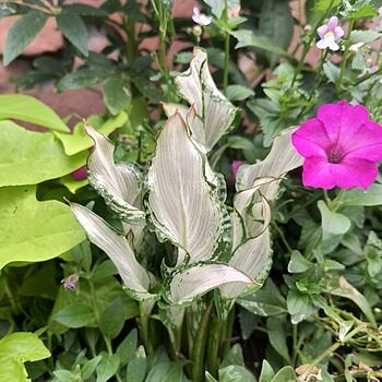 Frozen Queen Calla Lily
