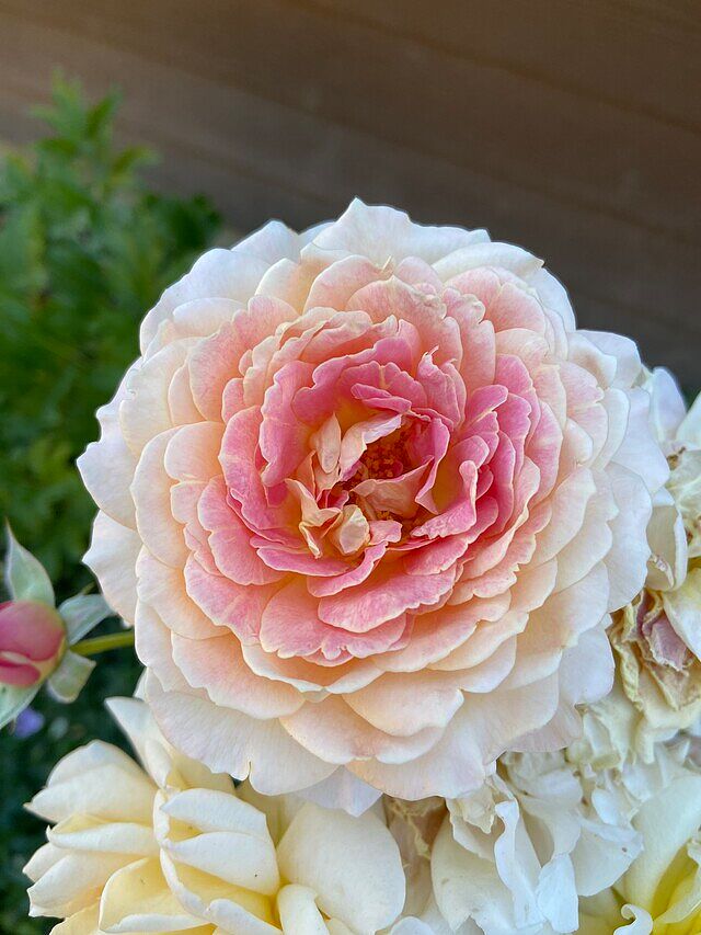 Fun in the Sun™ Grandiflora Rose