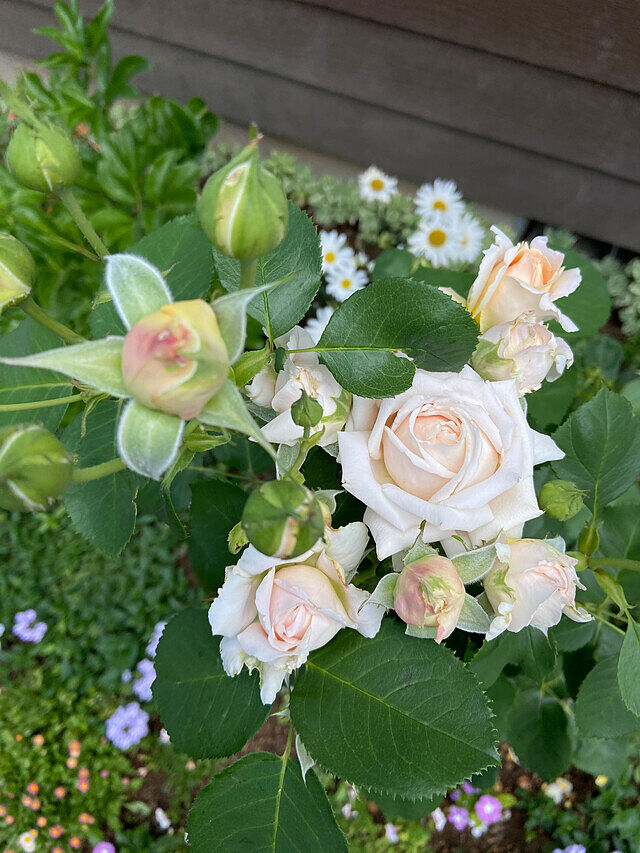 Fun in the Sun™ Grandiflora Rose