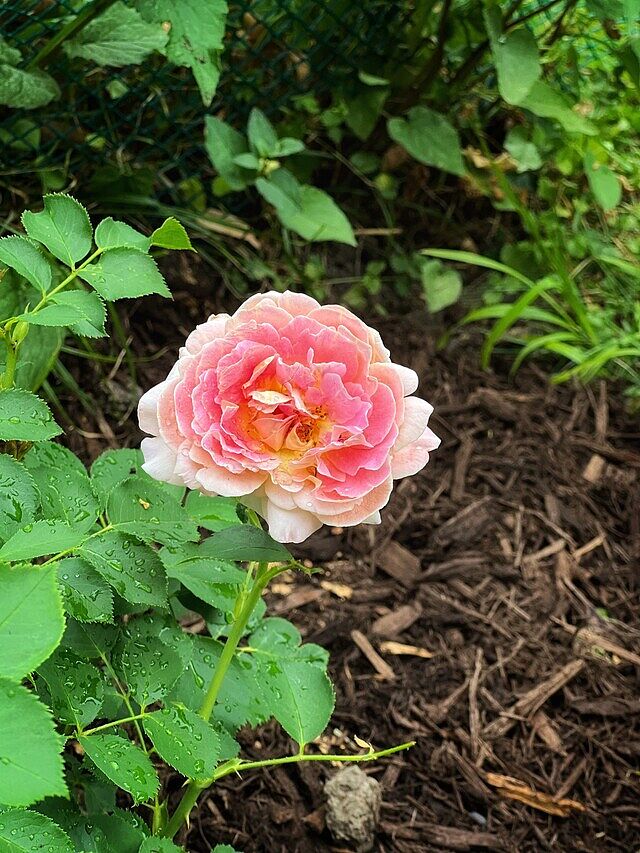 Fun in the Sun™ Grandiflora Rose