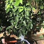 Image of Review by Donna C. on 9 Sep 2019 number 1