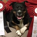 Image of Review by Suzy A. on 8 Oct 2019 number 1