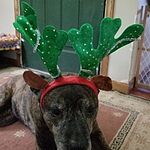 Image of Review by Linda S. on 8 Oct 2019 number 2
