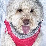 Image of Review by Sara O. on 5 Jan 2020 number 1
