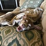 Image of Review by Joyce L. on 17 Feb 2020 number 1