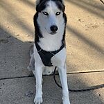 Image of Review by Brian P. on 4 Mar 2020 number 1