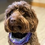Image of Review by Laura S. on 10 Mar 2020 number 1