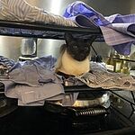 Image of Review by Anne S. on 16 Mar 2020 number 1