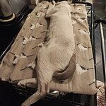 Image of Review by Anne S. on 16 Mar 2020 number 2