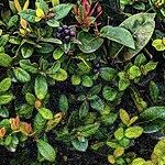 Image of Review by Cathy H. on 18 Mar 2020 number 1