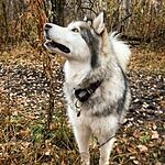 Image of Review by Shanna R. on 24 Mar 2020 number 1