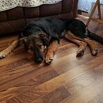Image of Review by Gail R. on 24 Mar 2020 number 1