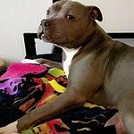 Image of Review by Dena D. on 2 Apr 2020 number 1