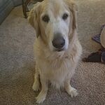 Image of Review by William W. on 7 Apr 2020 number 1