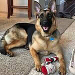 Image of Review by Gregorio R. on 11 Apr 2020 number 1