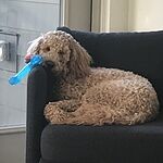 Image of Review by Elena C. on 16 Apr 2020 number 1