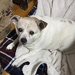 Image of Review by Barbara S. on 19 Apr 2020 number 1
