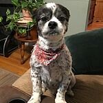 Image of Review by Nancy P. on 19 Apr 2020 number 1