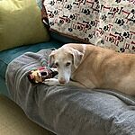 Image of Review by Kathryn D. on 4 May 2020 number 1