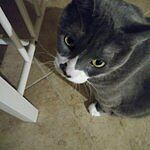 Image of Review by Sucdawi S. on 6 May 2020 number 1