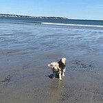 Image of Review by Diane W. on 8 May 2020 number 1