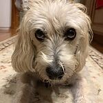 Image of Review by Diane W. on 8 May 2020 number 2