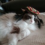 Image of Review by suzanne L. on 11 May 2020 number 1