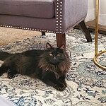 Image of Review by Rochelle R. on 21 May 2020 number 1