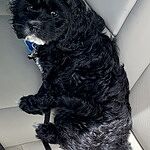 Image of Review by Diane k. on 28 May 2020 number 2