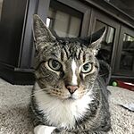 Image of Review by Laura M. on 9 Jun 2020 number 1