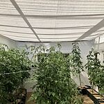 Image of Review by Carlissa G. on 17 Jun 2020 number 1