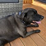 Image of Review by Crystal H. on 25 Jul 2020 number 2