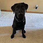 Image of Review by Jill N. on 29 Jul 2020 number 1