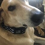 Image of Review by Elena W. on 5 Aug 2020 number 1