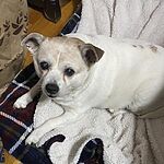 Image of Review by Barbara S. on 19 Apr 2020 number 1