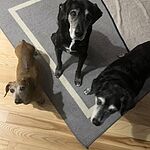 Image of Review by Christal B. on 16 Apr 2020 number 1