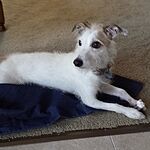 Image of Review by Jane S. on 4 Apr 2020 number 1