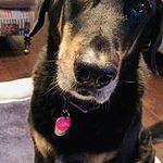 Image of Review by Elizabeth R. on 11 Apr 2020 number 1