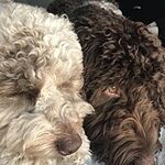 Image of Review by Carmela S. on 2 Feb 2020 number 1