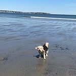 Image of Review by Diane W. on 8 May 2020 number 1