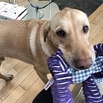 Image of Review by Renee F. on 10 Apr 2020 number 1