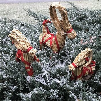 Yule Goat Set Perfect Timing!