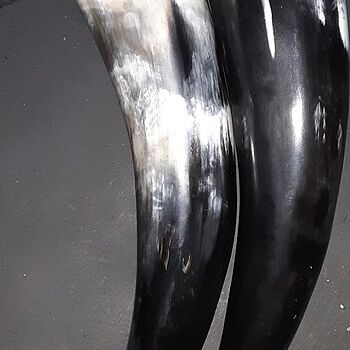 Drinking Horn, Large Amazing